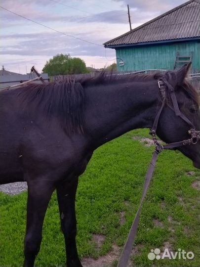 Продам лошадь