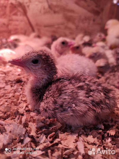 Индюшата 6шт