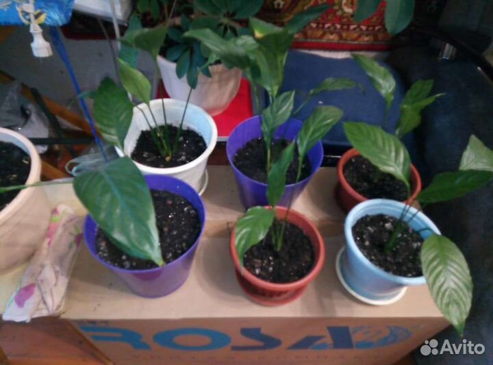 Спатифиллум