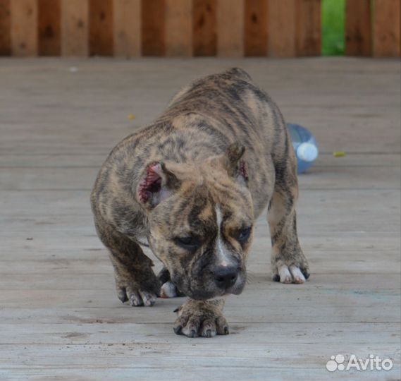 Булли девочка