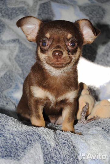 Шоколадные малыши