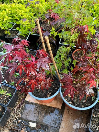 Саженцы клена красный веерный