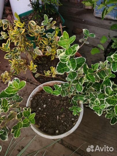 Бересклет Форчуна Ред