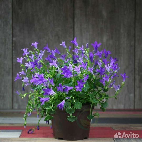 Кампанула жених и невеста