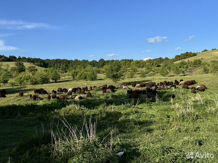Продам баранов