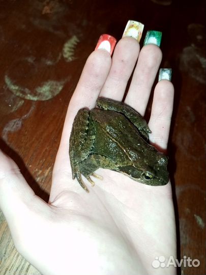 Лягушка остромордая