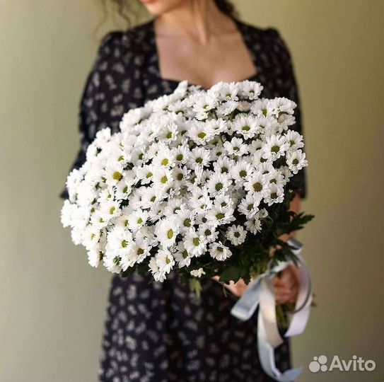 Хризантема Цветы Доставка