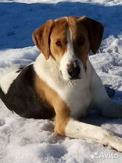 Выжлец для вязки