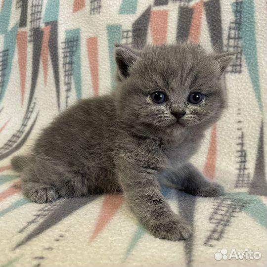 Шотландские вислоухие и прямоухие котята