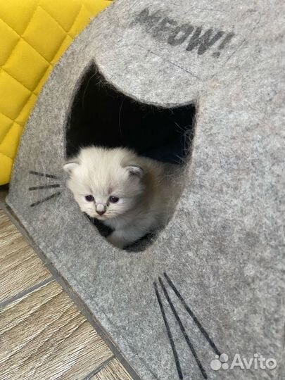 Невская маскарадная