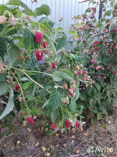 Саженцы ремонтантной малины