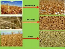 Пшеница,ячмень, овёс, зерносмесь