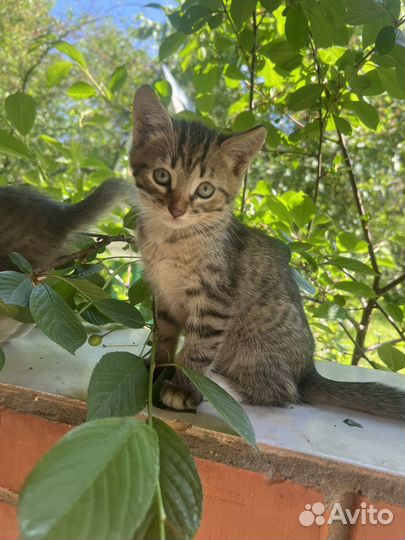 Котята бесплатно