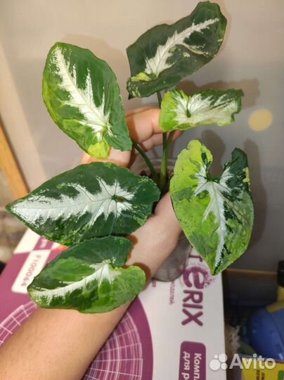 Сингониум scrambled eggs