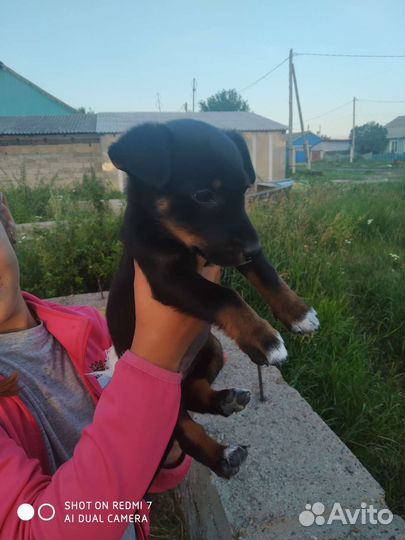 Щенки дворняжки мальчики, и девочки