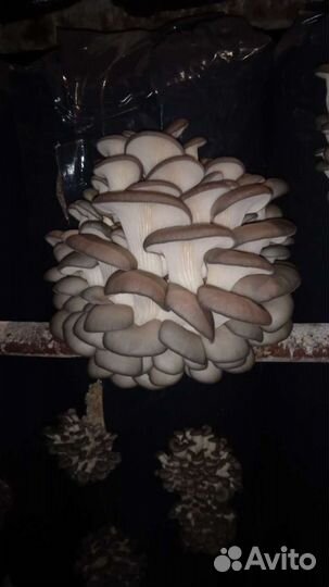 Грибы вешенка