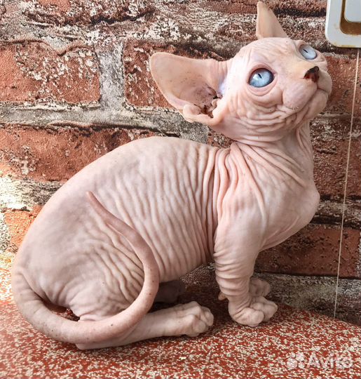 Канадский сфинкс минисфинкс бамбино девочка