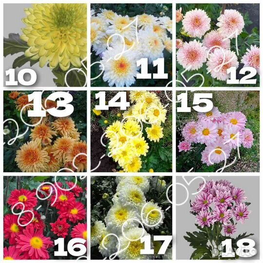 Хризантема корейская