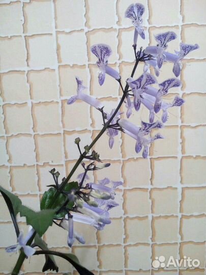 Плектрантус