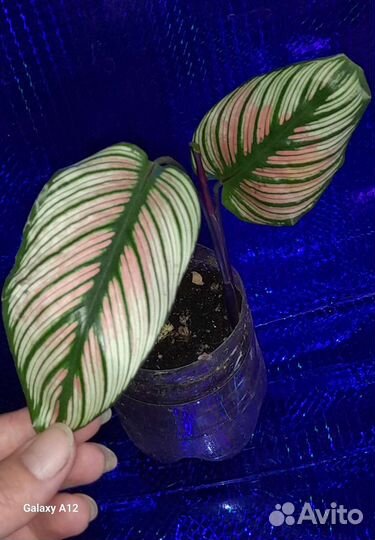 Калатея,маранта,ктенанта,эпипремнум