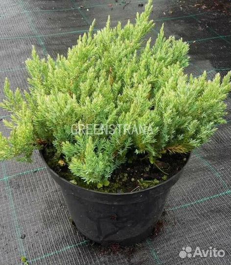 Саженцы Можжевельник горизонтальный Bluе Forest