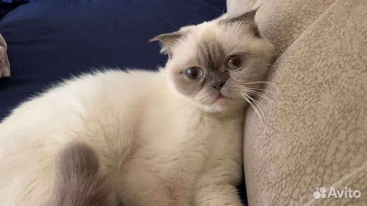 Шотландская вислоухая