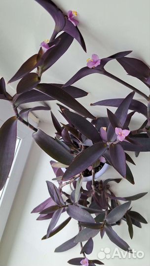 Сеткреазия пурпурная