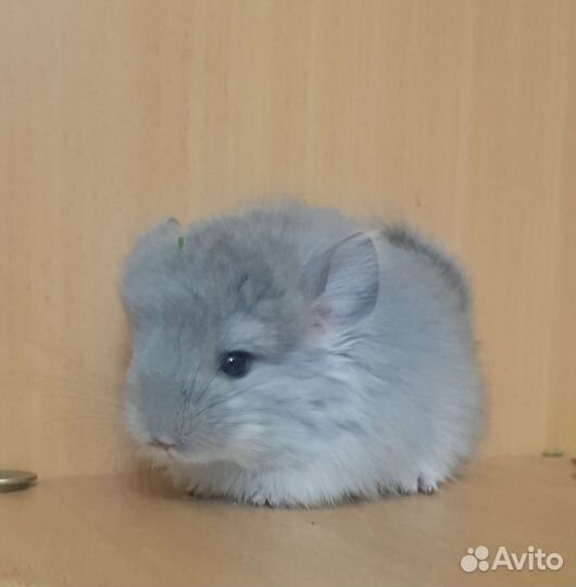 Шиншилленок девочка, фиолетовая ангора, нс