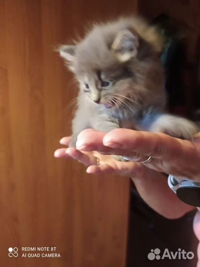 Котик серенький, пушистый, 1 месяц, ласковый