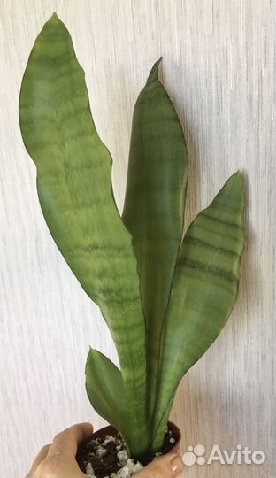 Сансевиерия коллекционная