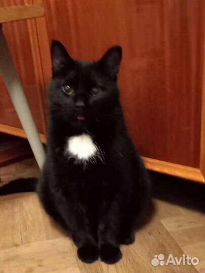 Сиротка ищет дом