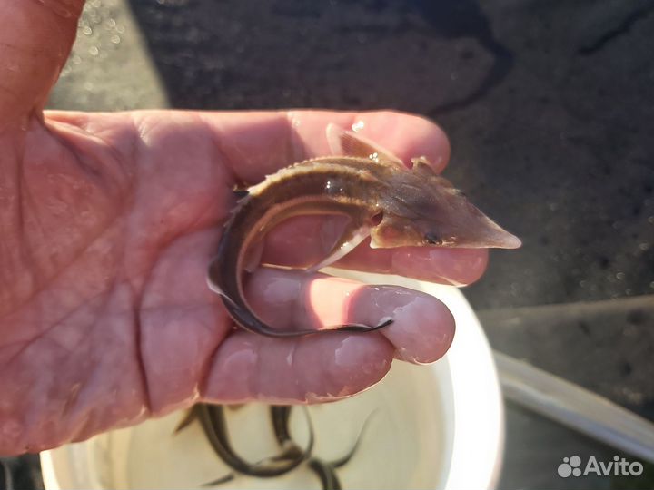 Малёк царской рыбы