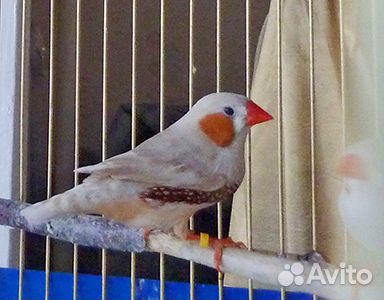 Зебровые амадины