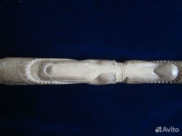 Бакулюм моржовый