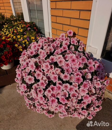 Петуния Ампельная Розовые жилки и Сиреневая в 0,5л