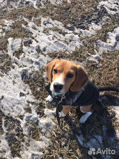 Услуги кинолога