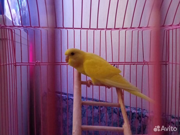 Птенец волнистого попугая самка