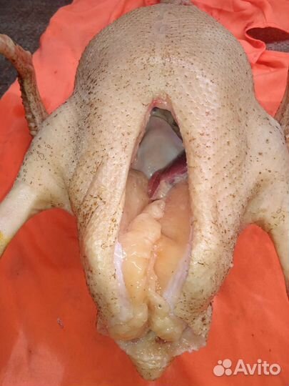 Мясо гуся, утка, индоутка