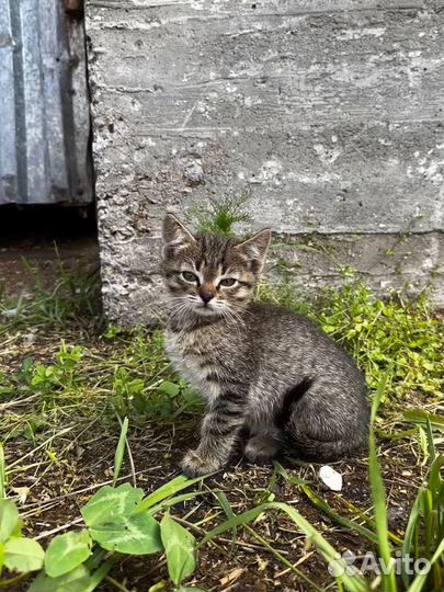 Отдам котят в добрые руки