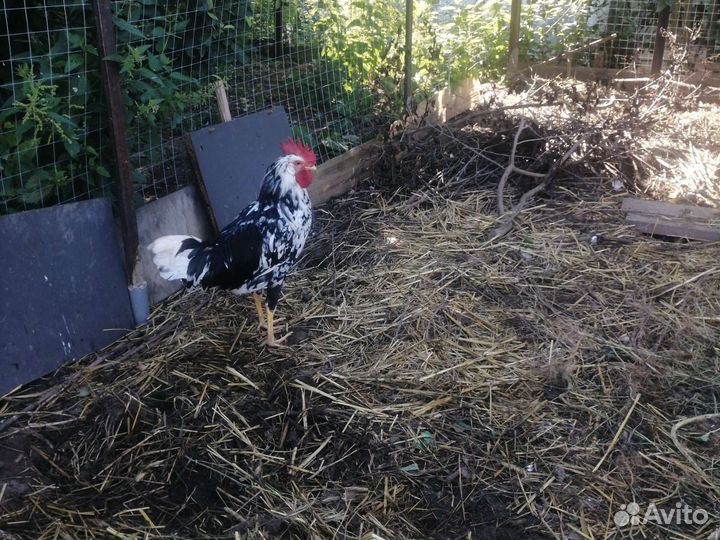 Петух леггорн долматмнец