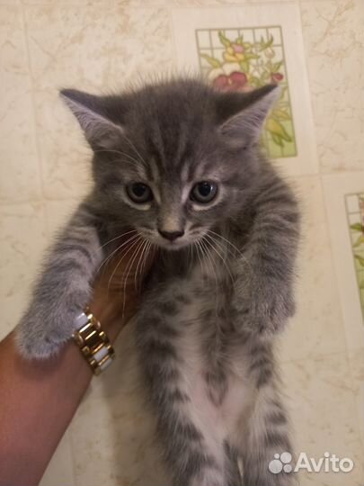 Котятки в добрые руки