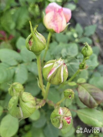 Саженцы роз / Спрей