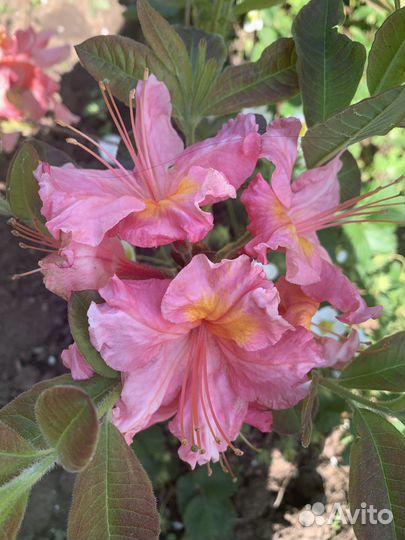 Рододендрон