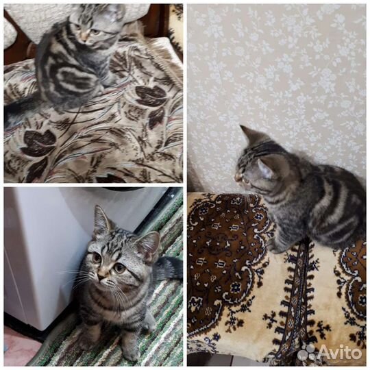 Отдаю в добрые руки