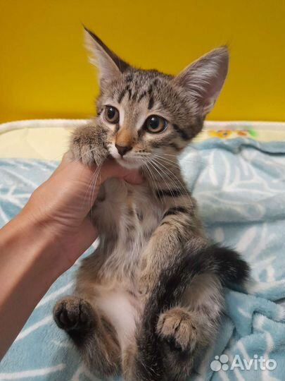 Кошка в дар бесплатно