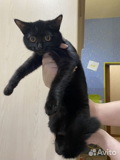 Черный котенок девочка