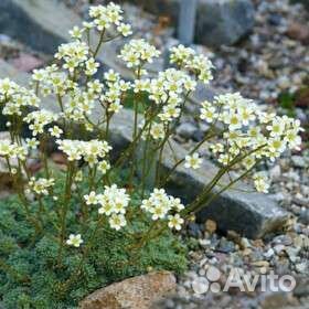 Камнеломка инкрустированная