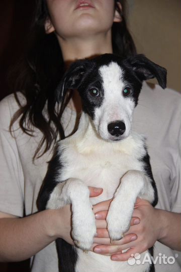 Собачка в добрые руки