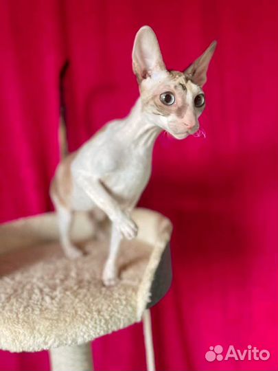 Кошечка корниш рекс