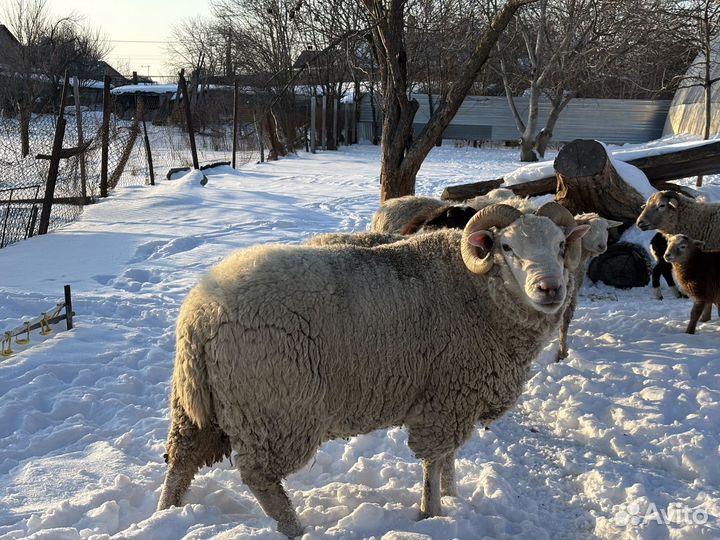Баран на племя